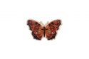 Wooden brooch Rouge Butterfly 