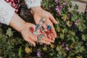 Wooden brooch Rouge Butterfly 