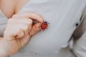 Wooden brooch Ladybird 