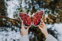 Wooden Puzzle Butterfly